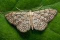 Idaea_moniliata_jb3583s