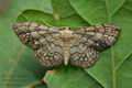 Idaea_moniliata_jb3594s