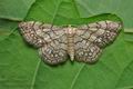 Idaea_moniliata_jb3624s