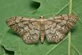 Idaea_moniliata_jb4279s