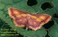 Idaea_muricata_2596