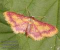 Idaea_muricata_a710