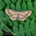 Idaea_muricata_bd1475