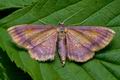 Idaea_muricata_cd4578s