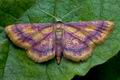 Idaea_muricata_cd7740s