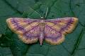 Idaea_muricata_cd7756s