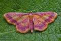 Idaea_muricata_cn4299s