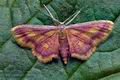 Idaea_muricata_cx3902s