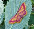 Idaea_muricata_hz7951