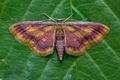 Idaea_muricata_je8851s