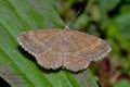 Idaea_ochrata_ae5939