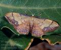 Idaea_ostrinaria_10232