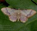 Idaea_ostrinaria_ae6469