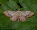 Idaea_ostrinaria_ae6470