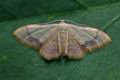 Idaea_ostrinaria_ja1706s