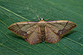 Idaea_ostrinaria_jh3749s