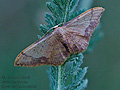 Idaea_ostrinaria_re2864