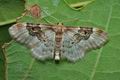 Idaea_rusticata_cx7538s