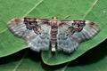 Idaea_rusticata_cx7549s