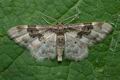 Idaea_rusticata_jc0091s