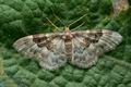 Idaea_rusticata_jc1200s