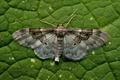 Idaea_rusticata_jf2917s