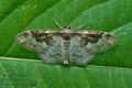 Idaea_rusticata_jg3234s