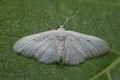 Idaea_seriata_co7281s