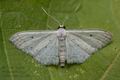 Idaea_seriata_cp3238s