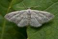 Idaea_seriata_cr0344s