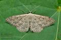 Idaea_seriata_cv8927s