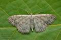 Idaea_seriata_cx8998s