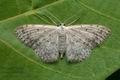 Idaea_seriata_cx9006s