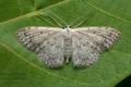 Idaea_seriata_cx9006s