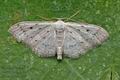 Idaea_seriata_cy2877s