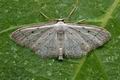 Idaea_seriata_cy2885s