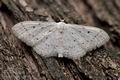 Idaea_seriata_cy3041s