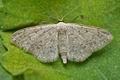 Idaea_seriata_cy3809s