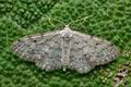 Idaea_seriata_ja4211s