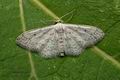 Idaea_seriata_jc6908s