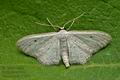 Idaea_seriata_jc7299s