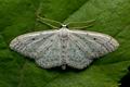 Idaea_seriata_jc9592s