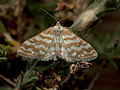 Idaea_sericeata_jh7103s