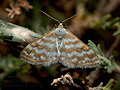 Idaea_sericeata_jh7113s