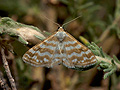 Idaea_sericeata_jh7144s