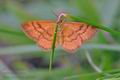 Idaea_serpentata_hz7006