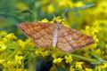 Idaea_serpentata_hz7014