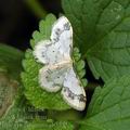 Idaea_trigeminata_ab3335