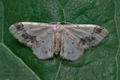 Idaea_trigeminata_ck3118s