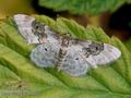 Idaea_vulpinaria_10824